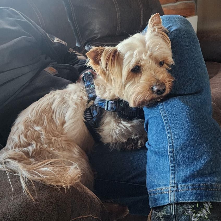 Enlarge Gus, a ADOPTABLE mixed breed in Oroville, WA image 2/2