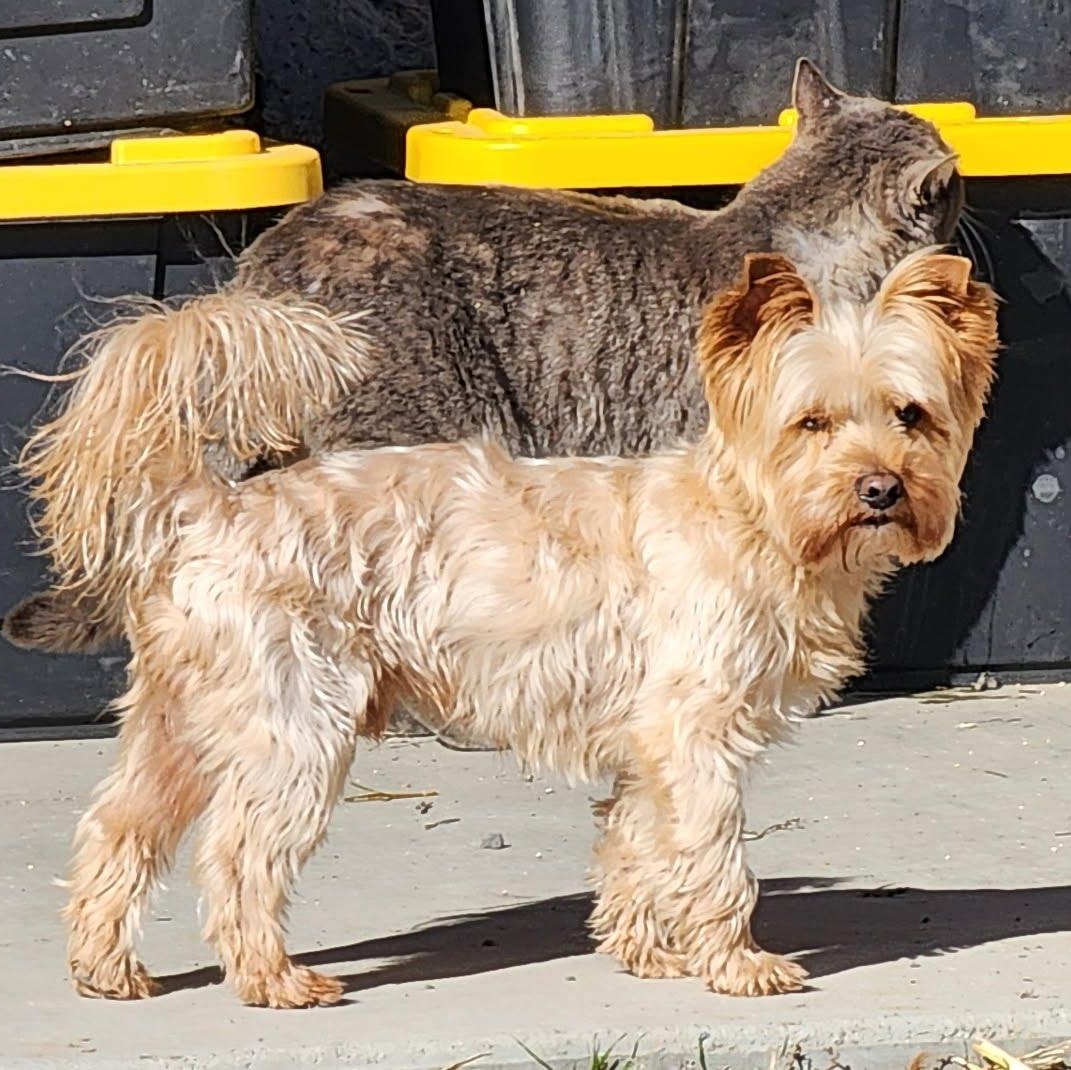 Enlarge Gus, a ADOPTABLE mixed breed in Oroville, WA image 1/2