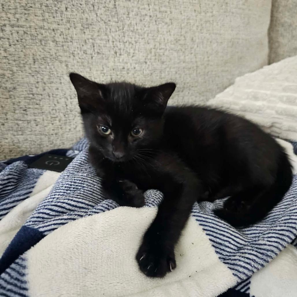 Enlarge Nix, a Adoptable Domestic Short Hair in Ferndale, WA image 2/2