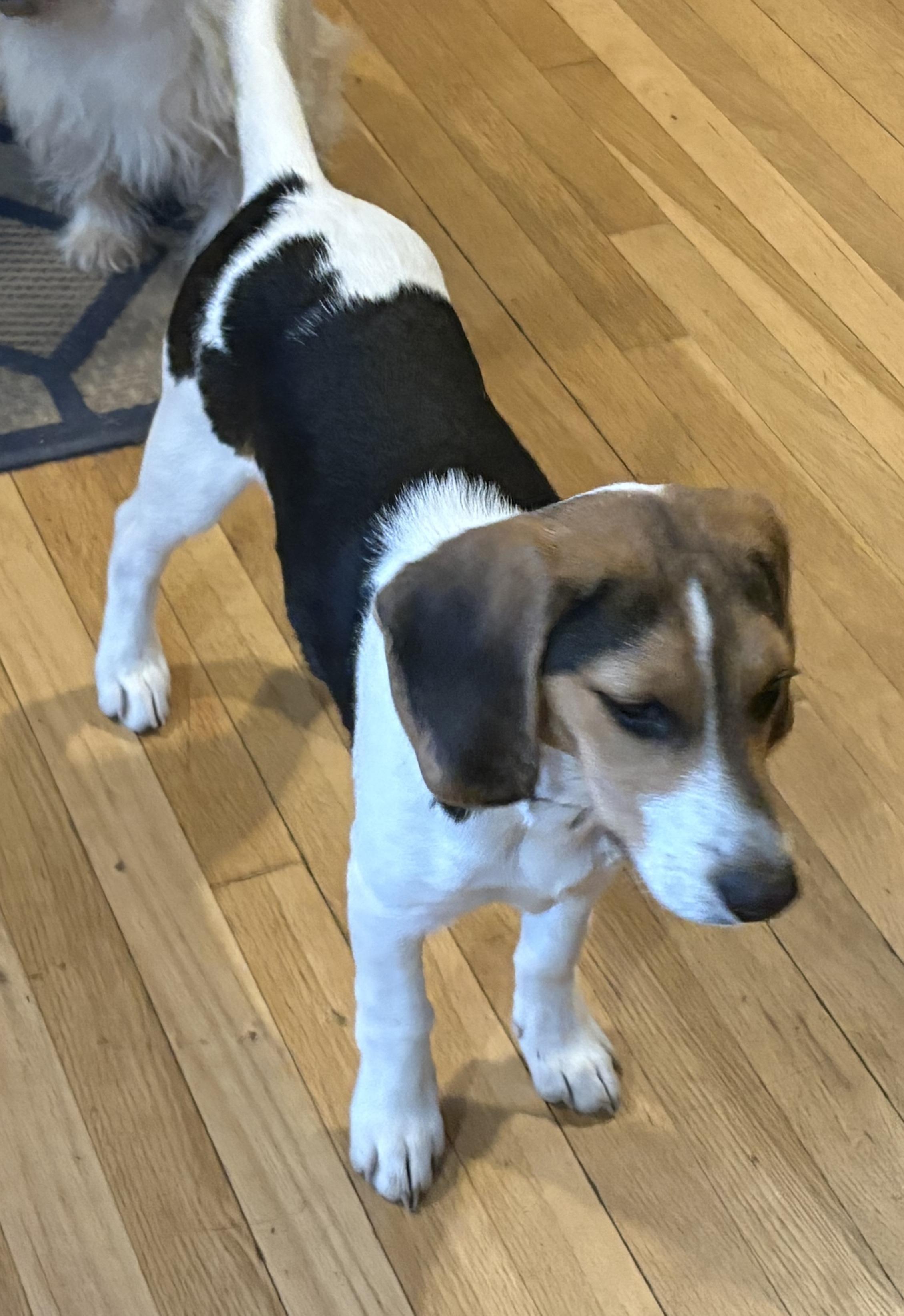 Enlarge Timber, a ADOPTABLE Hound in Lexington, MA image 3/5