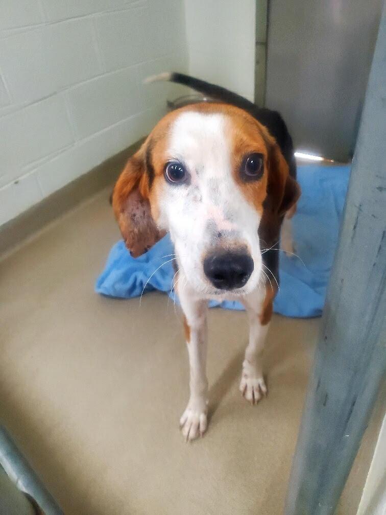 Timber, ADOPTABLE, Young Male Hound.