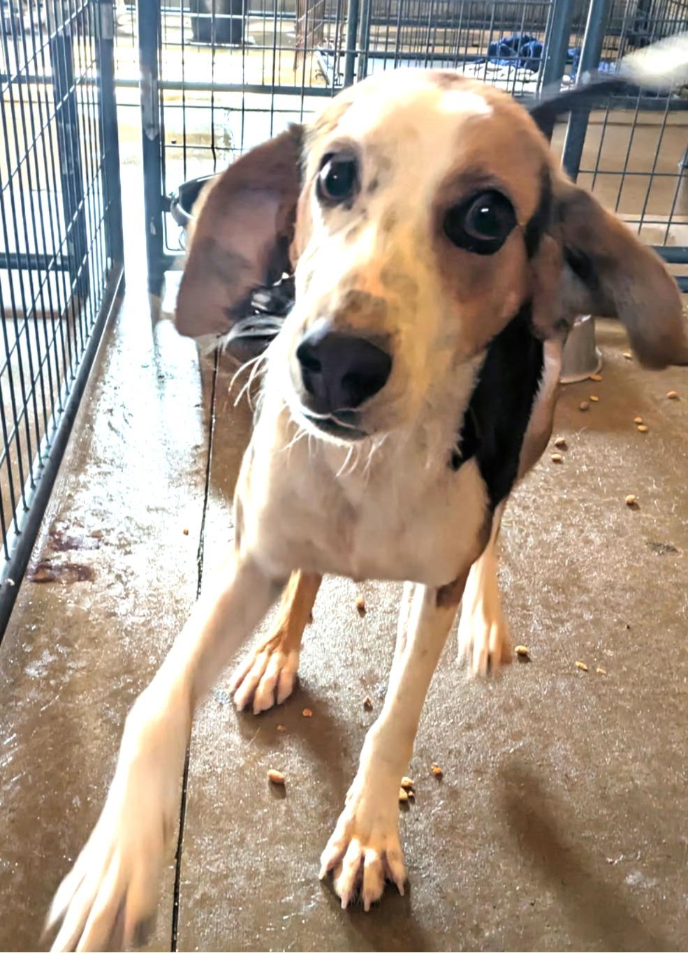Timber, ADOPTABLE, Young Male Hound.