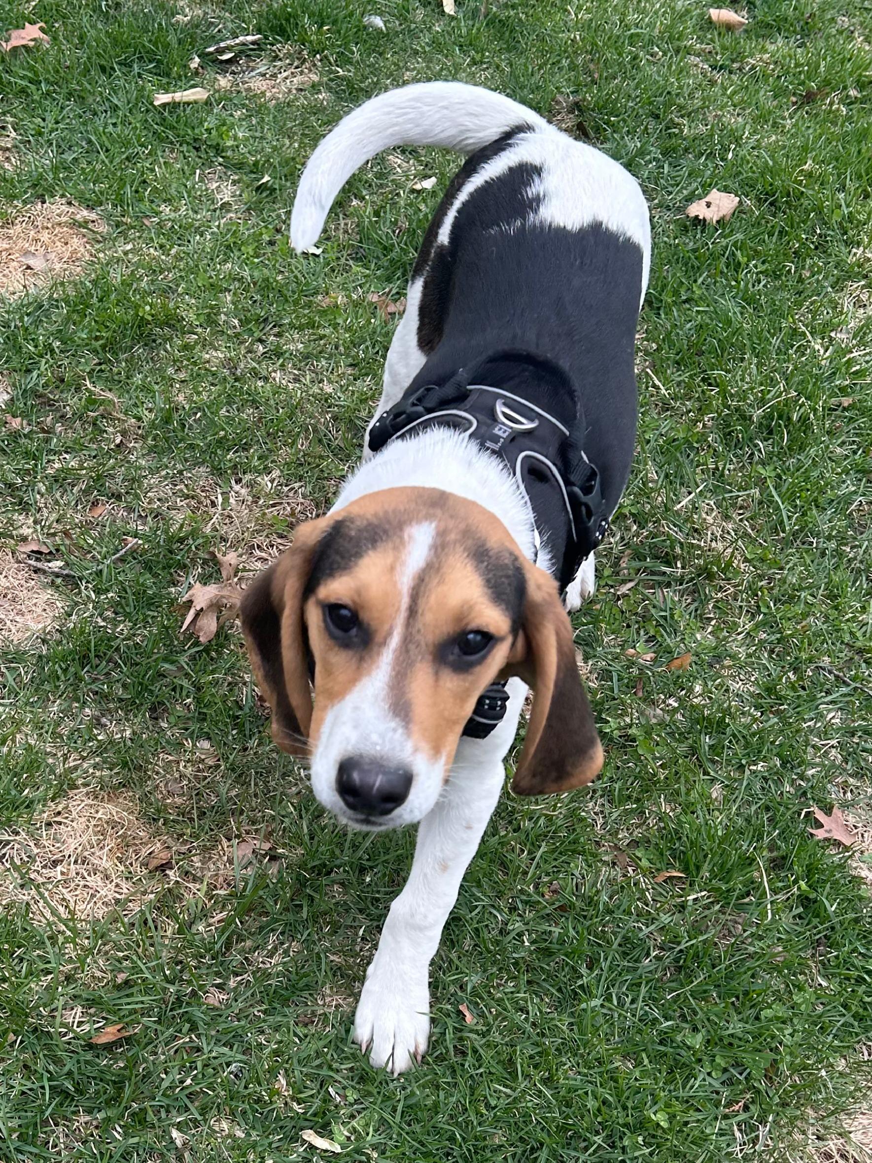 Enlarge Timber, a ADOPTABLE Hound in Lexington, MA image 2/5