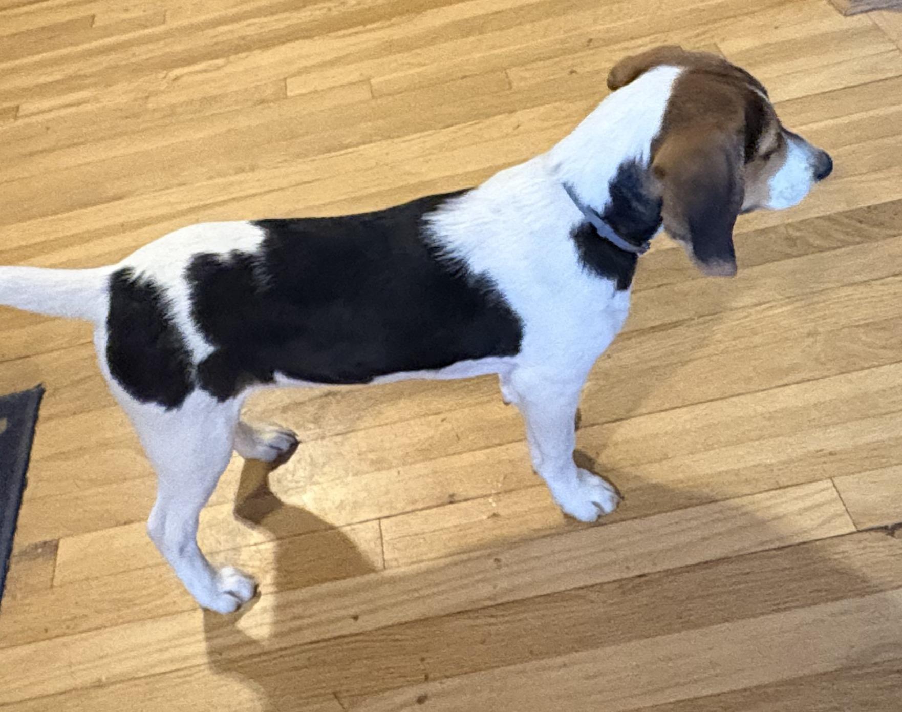 Enlarge Timber, a ADOPTABLE Hound in Lexington, MA image 4/5