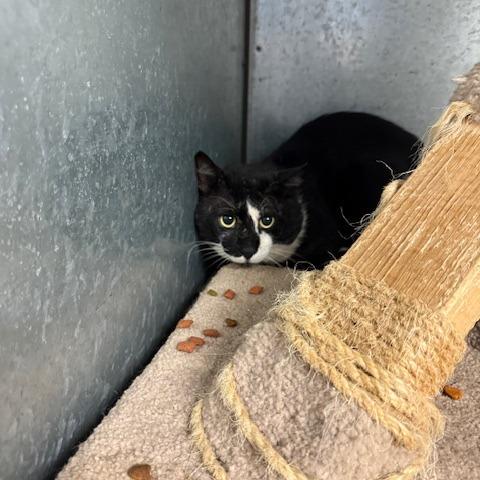 Mittens, Adoptable, Adult Male Domestic Short Hair.