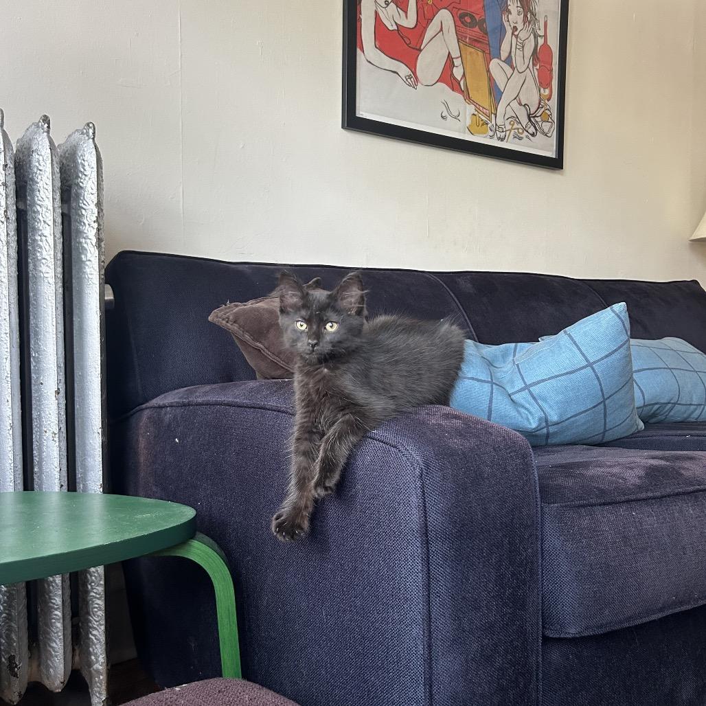 Alesana, Adoptable, Kitten Female Domestic Long Hair.