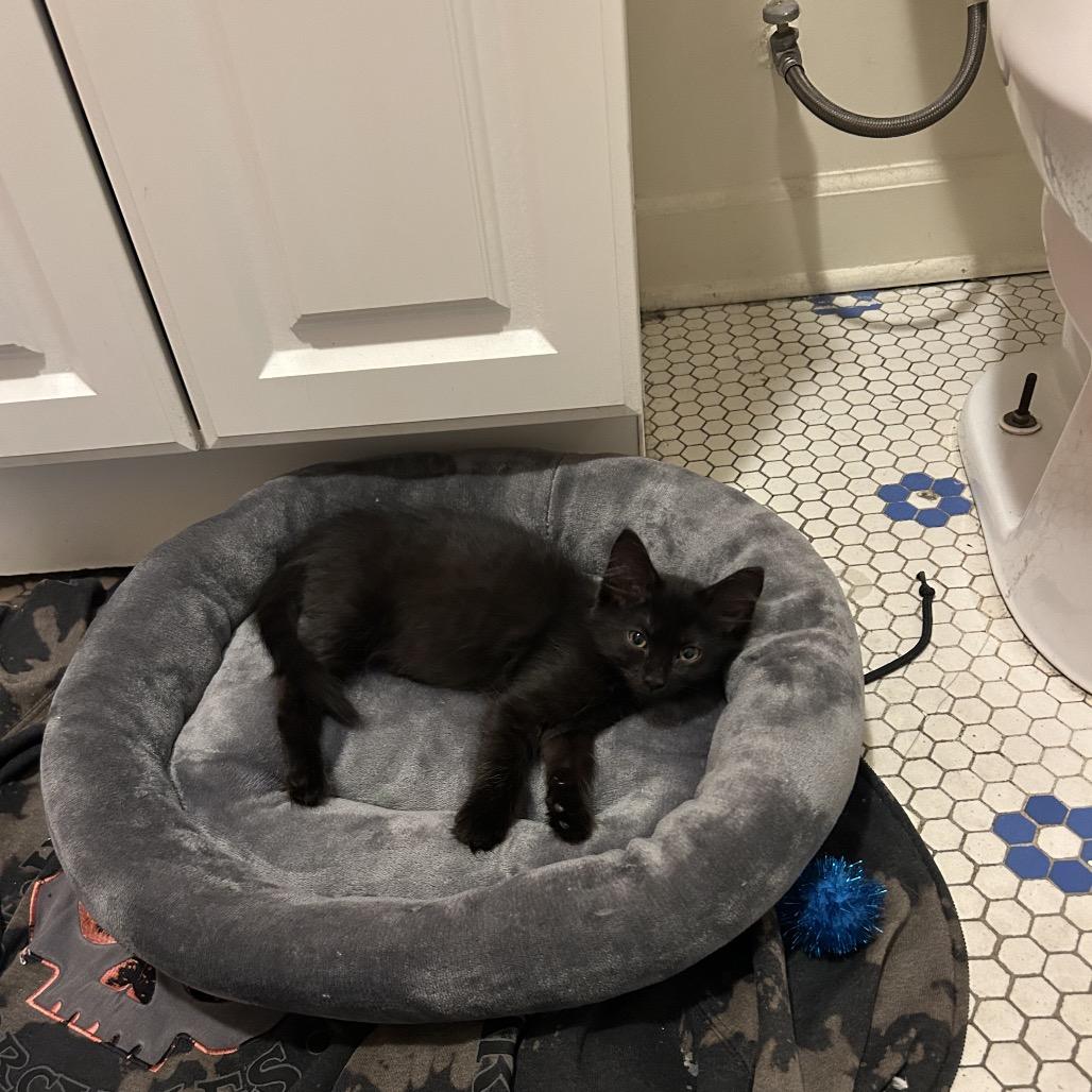 Enlarge Alesana, a Adoptable Domestic Long Hair in Chicago, IL image 2/6
