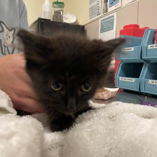 Enlarge Alesana, a Adoptable Domestic Long Hair in Chicago, IL image 3/6