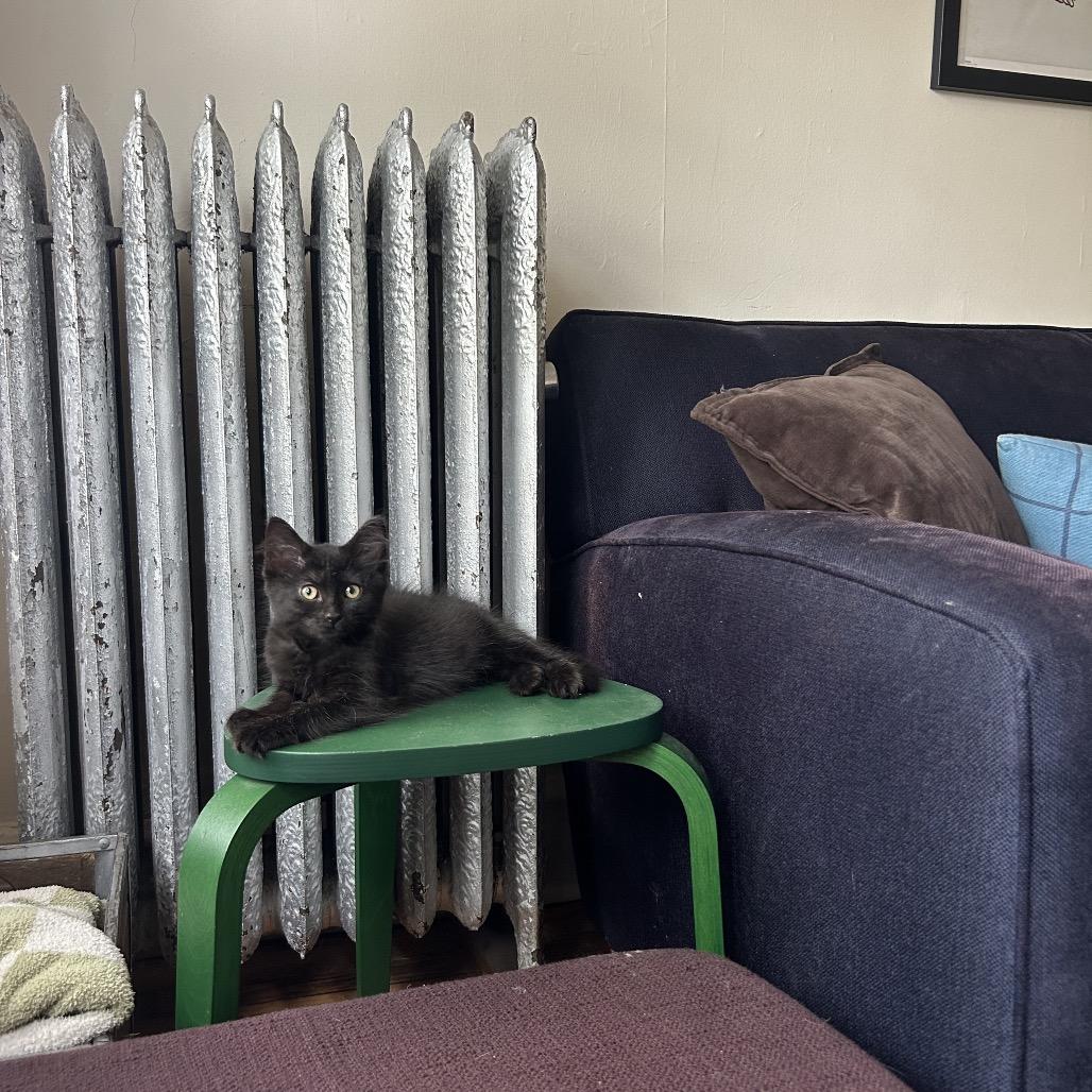 Enlarge Alesana, a Adoptable Domestic Long Hair in Chicago, IL image 4/6