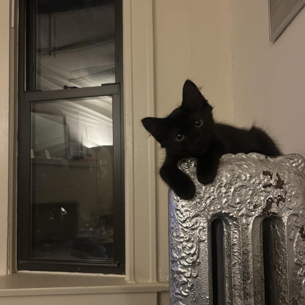 Enlarge Alesana, a Adoptable Domestic Long Hair in Chicago, IL image 6/6