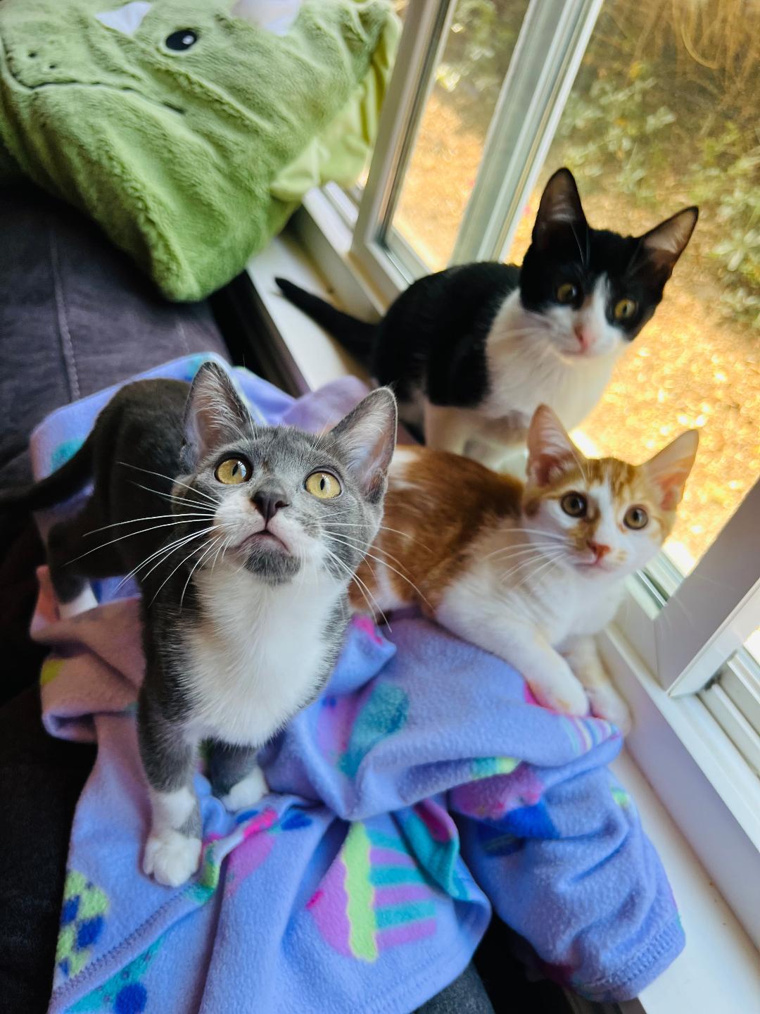 Baby Seal thumbnail 5