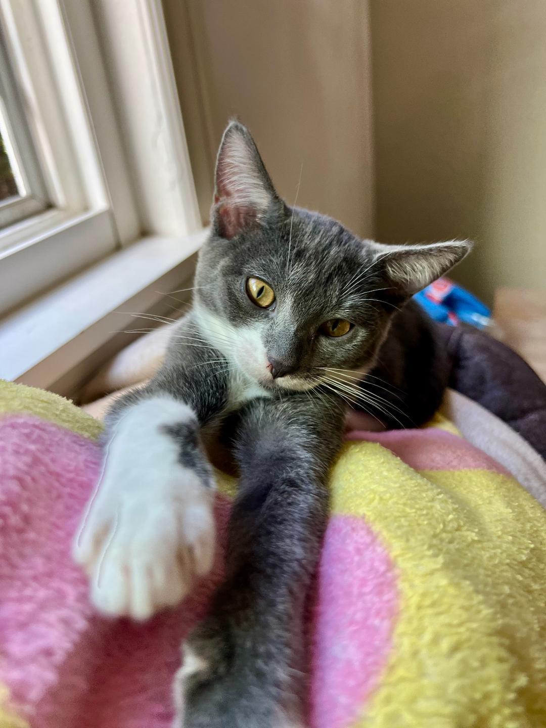 Baby Seal thumbnail 4