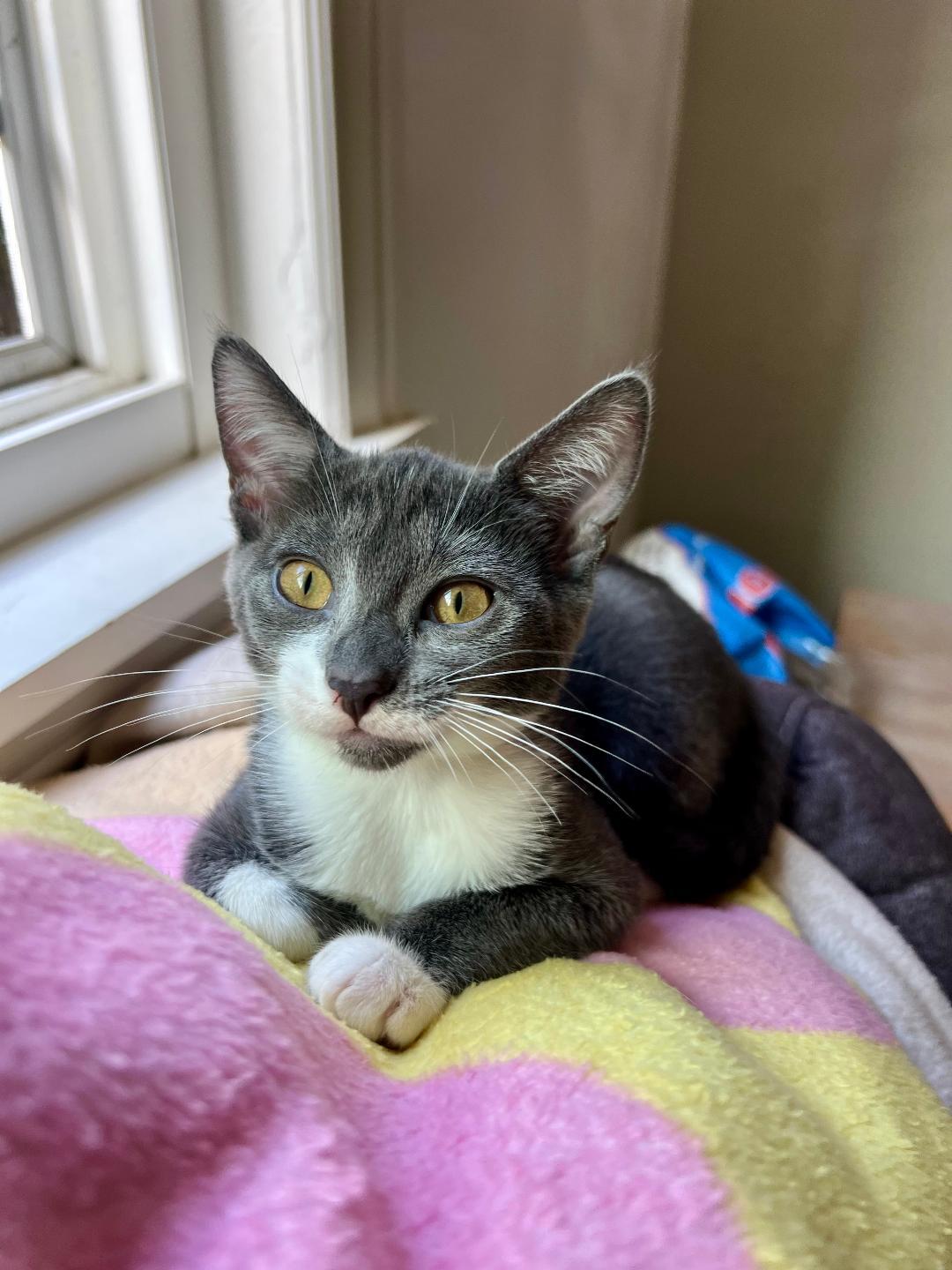 Baby Seal thumbnail 2