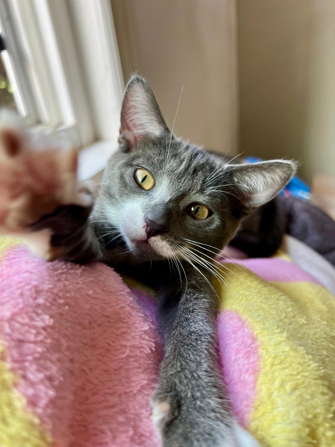 Baby Seal thumbnail 3