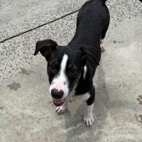 Nala, Adoptable, Puppy Female Mixed Breed.
