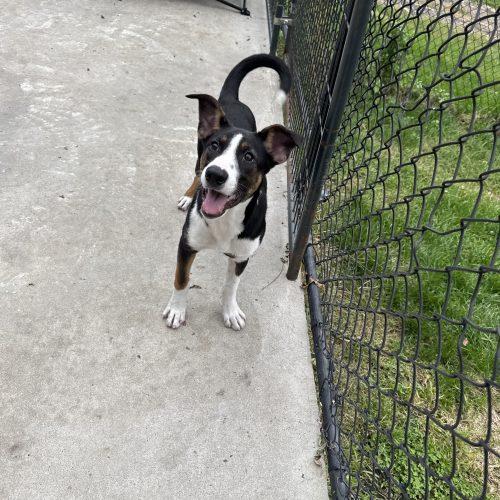 Enlarge Nala, a Adoptable mixed breed in Hamden, CT image 2/2