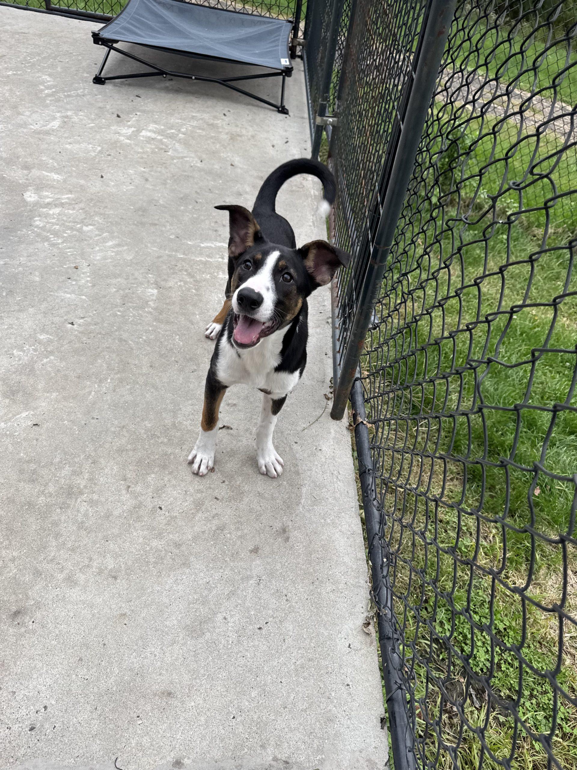 Enlarge Nala, a Adoptable mixed breed in Hamden, CT image 2/2
