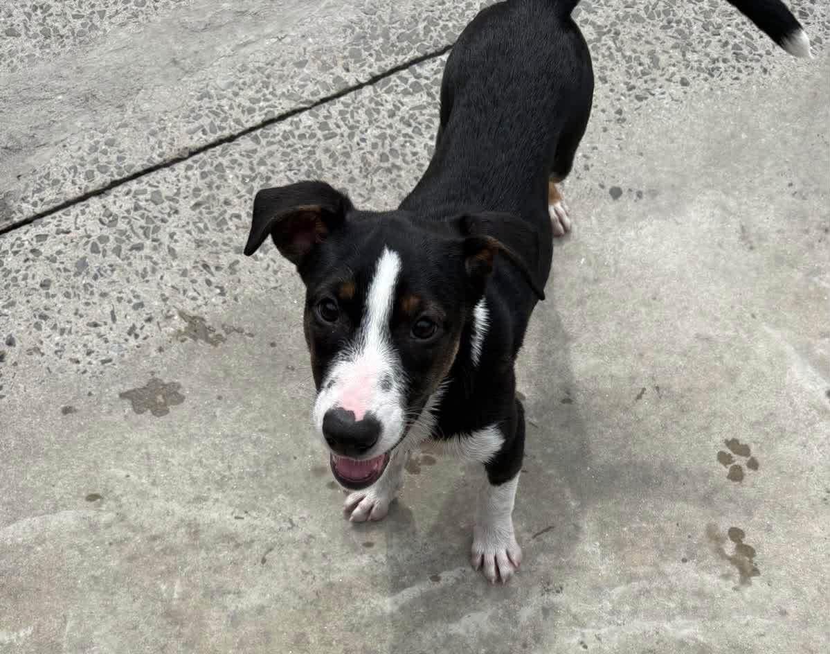 Enlarge Nala, a Adoptable mixed breed in Hamden, CT image 1/1