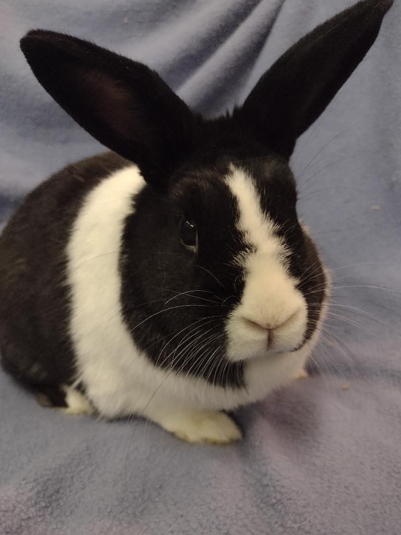 Rabbit for adoption - Elros, a Dutch in Plymouth, MI | Petfinder