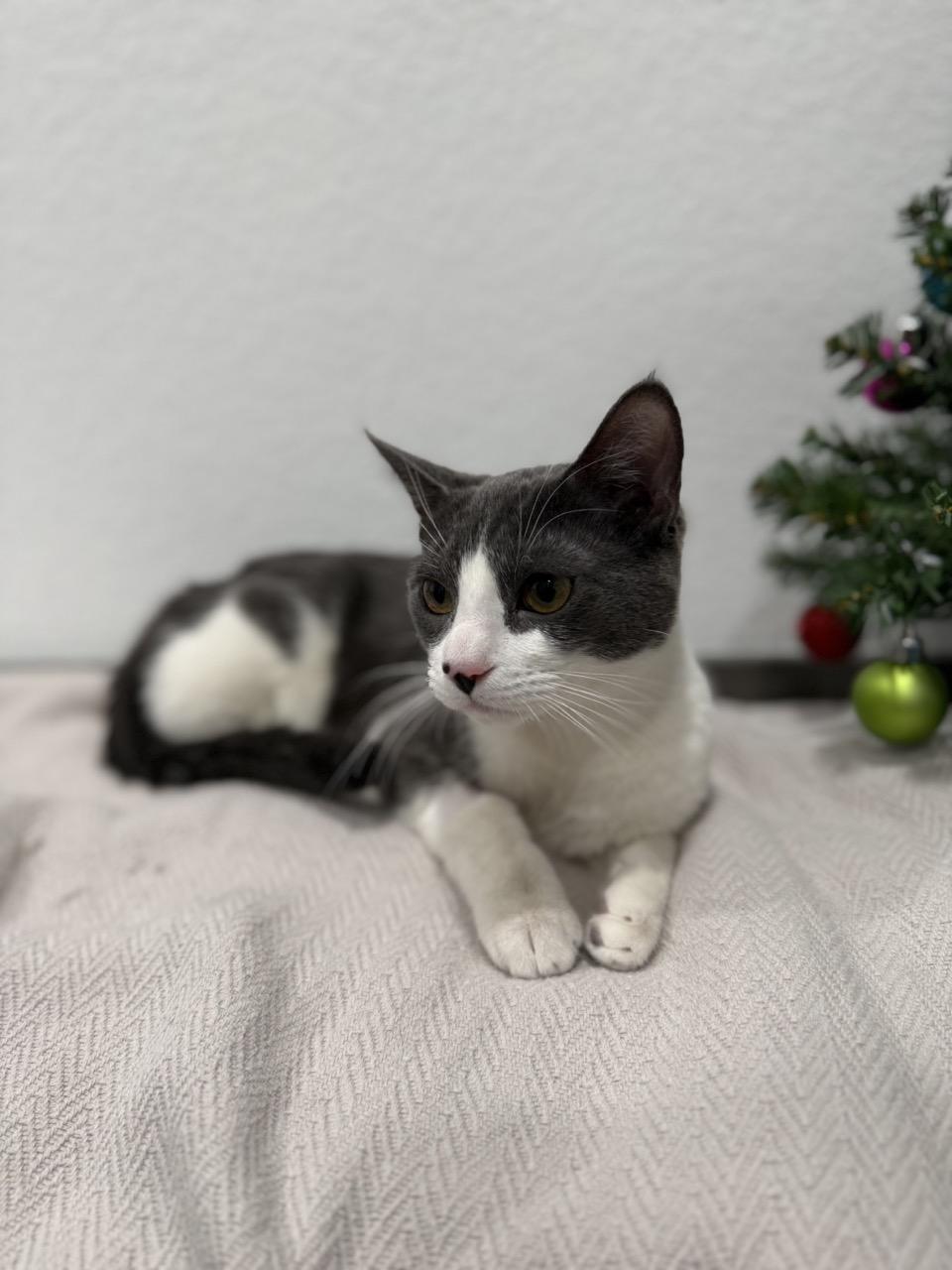 Jackson, ADOPTABLE, Kitten Male Domestic Short Hair.