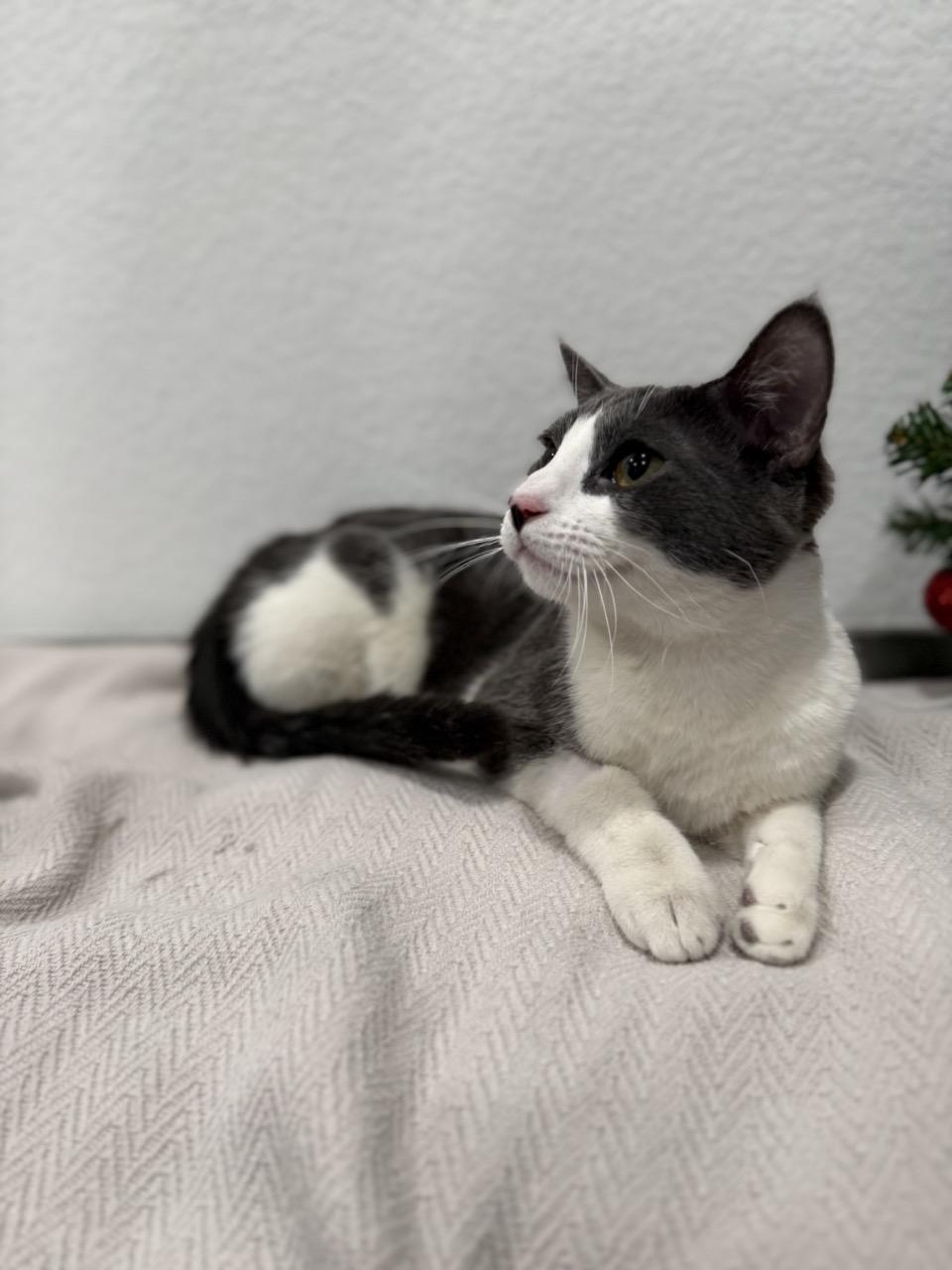 Enlarge Jackson, a ADOPTABLE Domestic Short Hair in Las Vegas, NV image 2/4