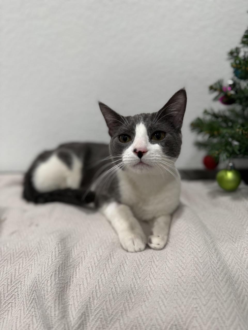 Enlarge Jackson, a ADOPTABLE Domestic Short Hair in Las Vegas, NV image 3/4