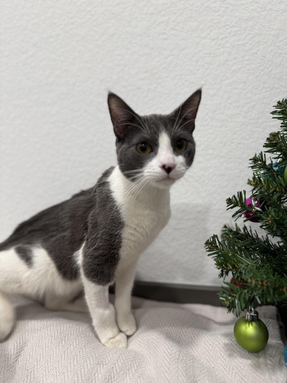 Enlarge Jackson, a ADOPTABLE Domestic Short Hair in Las Vegas, NV image 4/4