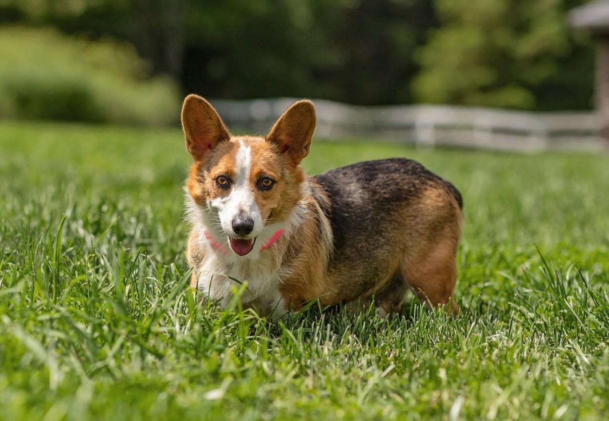 Corgi, Adoptable, Adult Female Corgi.