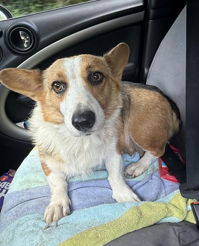 Enlarge Corgi, a Adoptable Corgi in Landenberg, PA image 2/3