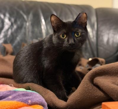 Enlarge Avocado, a Adoptable Domestic Short Hair in Andover, MN image 3/6