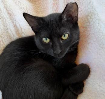 Enlarge Avocado, a Adoptable Domestic Short Hair in Andover, MN image 5/6