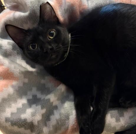 Enlarge Avocado, a Adoptable Domestic Short Hair in Andover, MN image 2/6