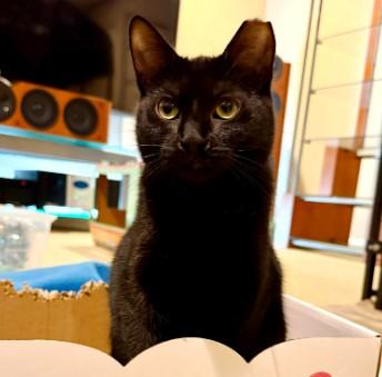 Enlarge Avocado, a Adoptable Domestic Short Hair in Andover, MN image 1/6