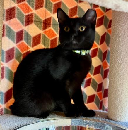 Enlarge Avocado, a Adoptable Domestic Short Hair in Andover, MN image 4/6