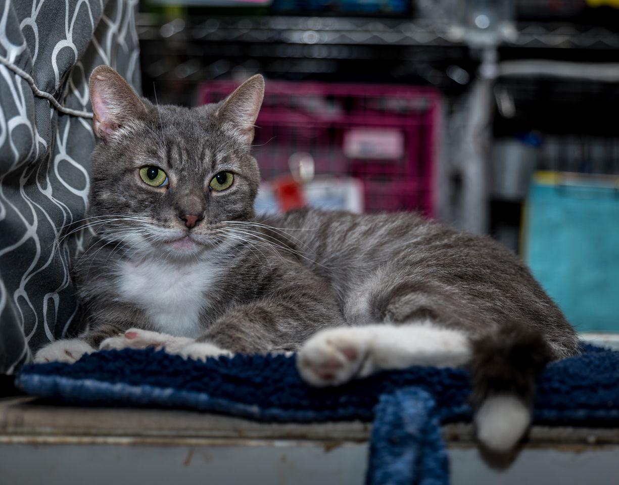 Seymour, a Adoptable mixed breed in Dublin, OH image 2/3