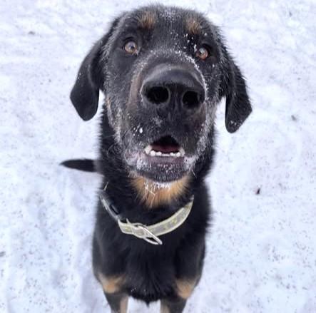 DWIGHT, Adoptable, Young Male German Shepherd Dog & Mixed Breed.