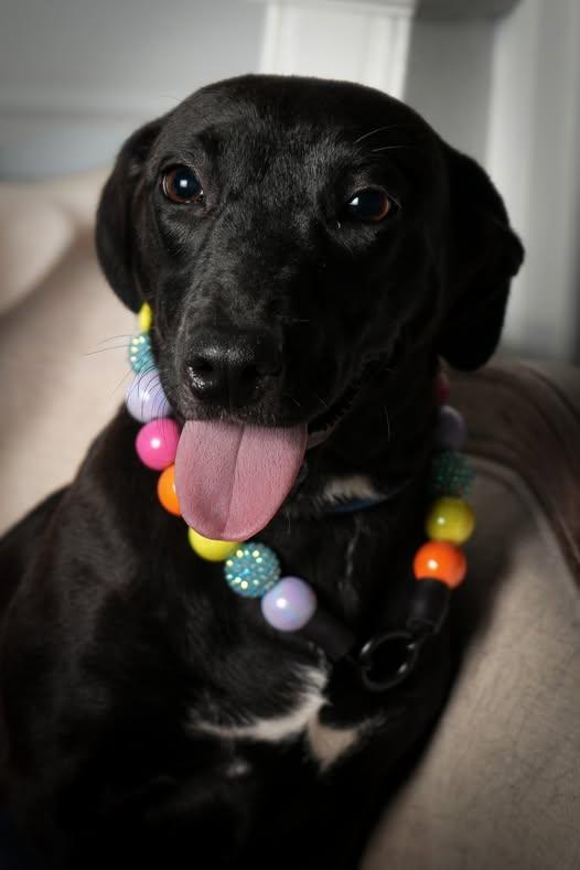 Raven #25246, a Adopted mixed breed in Bolivar, TN image 1/3