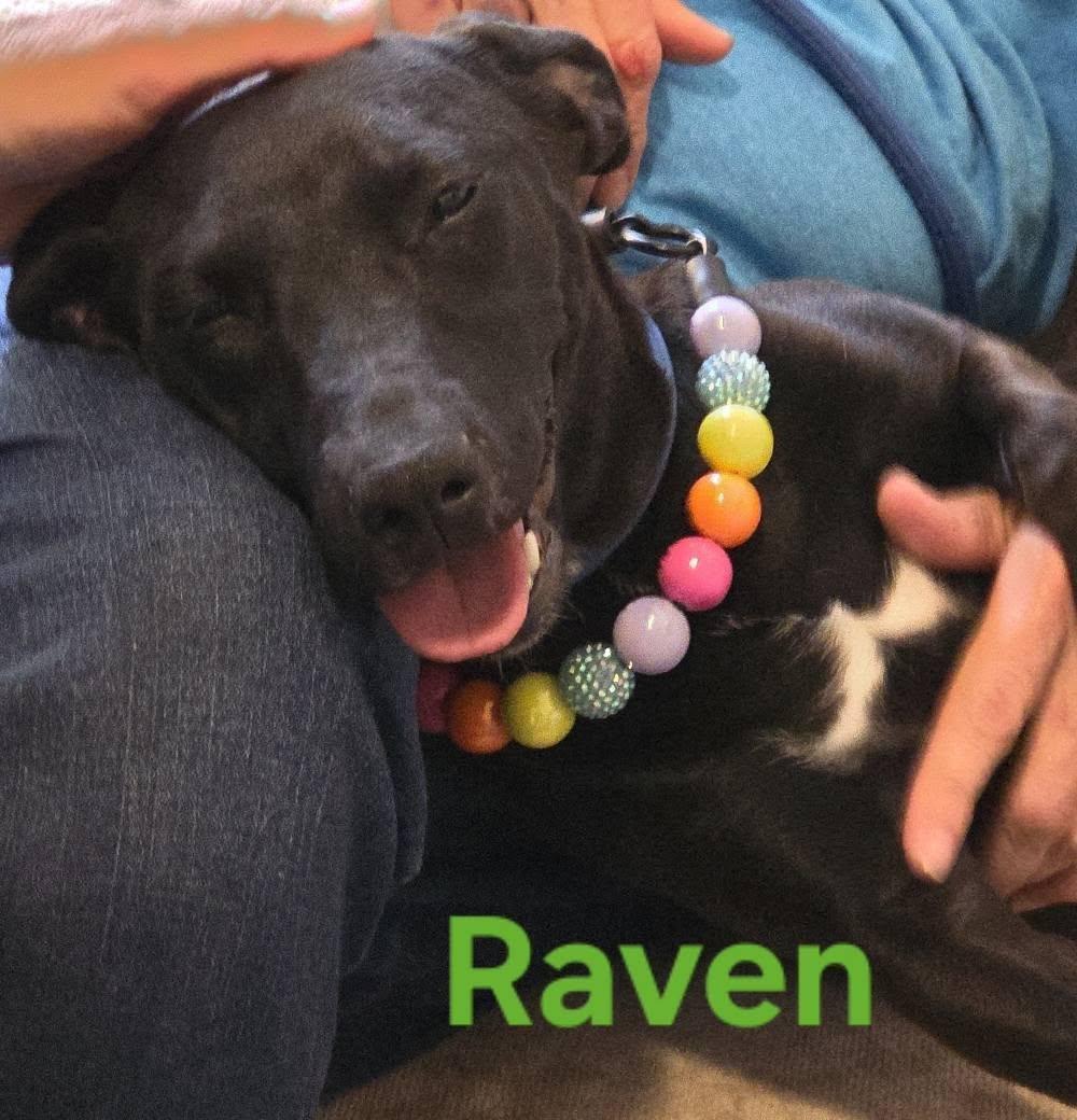 Raven #25246, a Adopted mixed breed in Bolivar, TN image 2/3