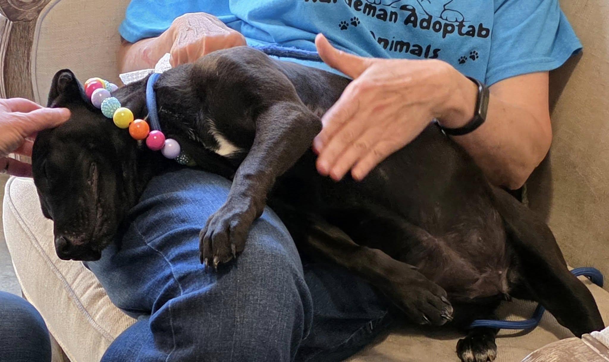 Raven #25246, Adopted, Adult Female Terrier.