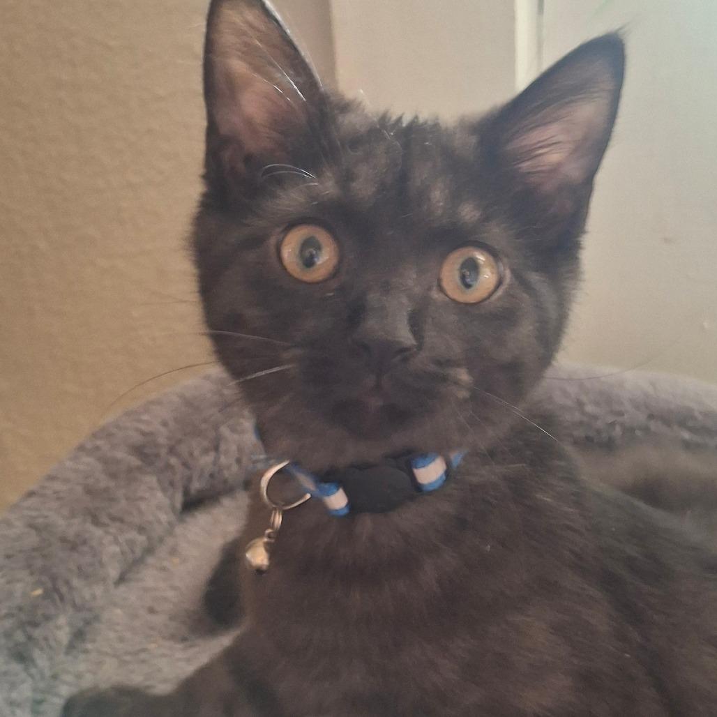 Enlarge Fluffy, a Adoptable Domestic Short Hair in Springfield, OH image 1/1