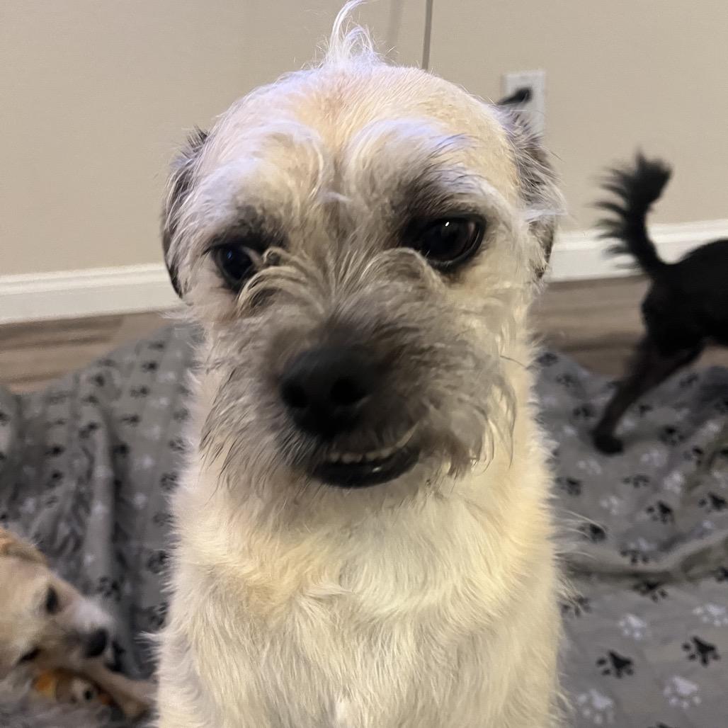 Krumpus, Adoptable, Adult Male Border Terrier.