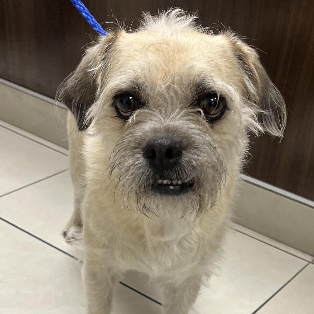 Enlarge Krumpus, a Adoptable mixed breed in Las Vegas, NV image 2/2