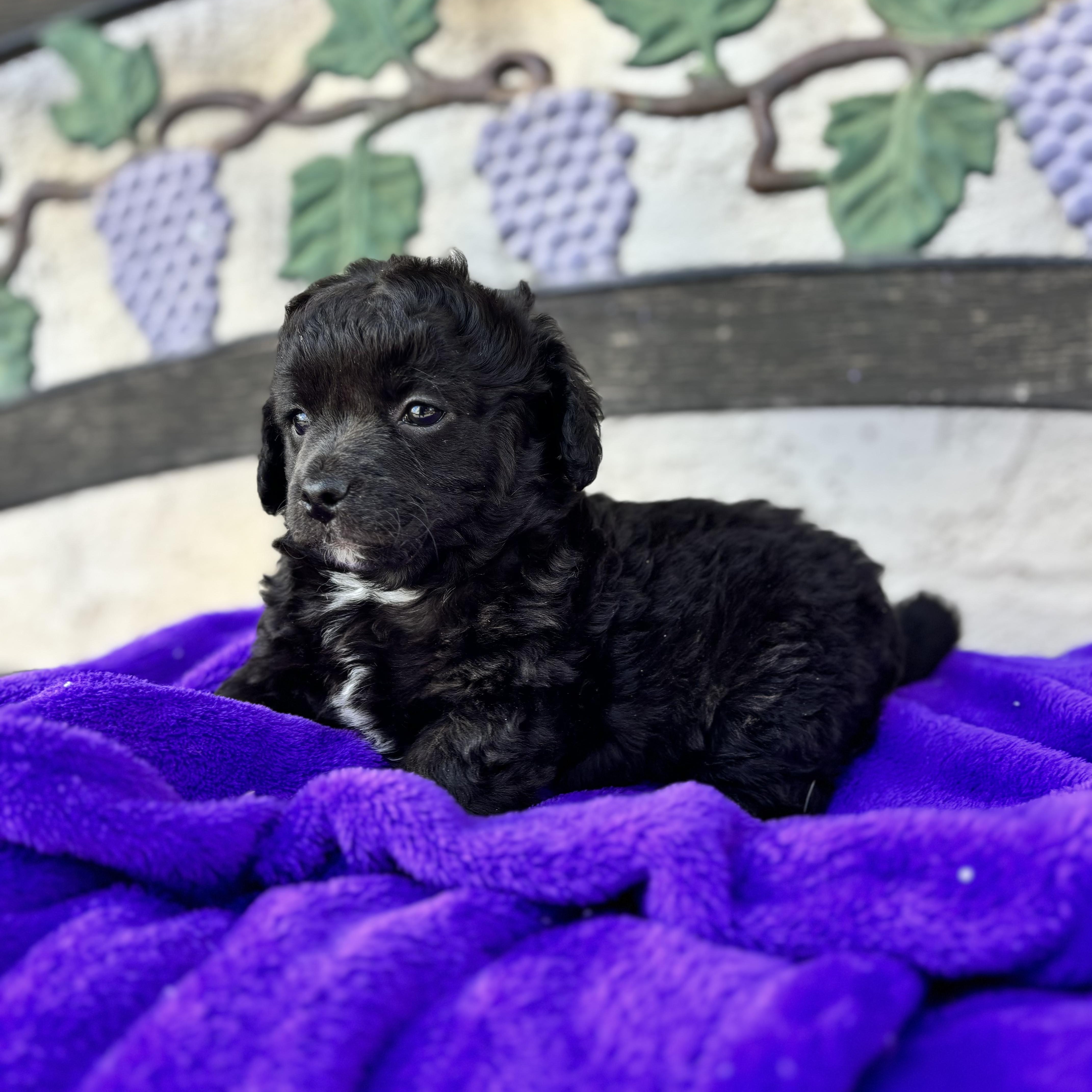 Atticus, an adopted mixed breed in Seal Beach, CA image 4/6