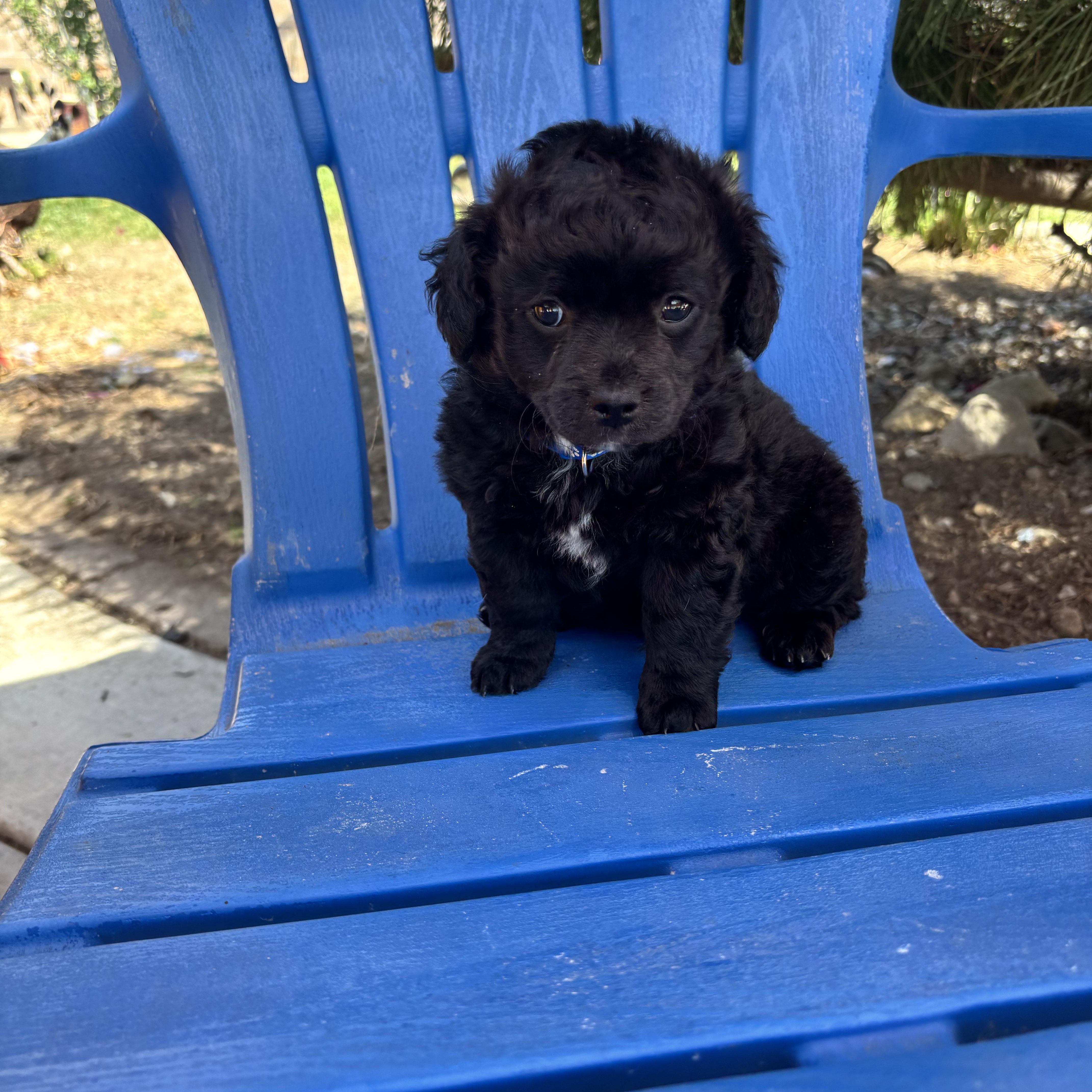 Atticus, an adopted mixed breed in Seal Beach, CA image 2/6