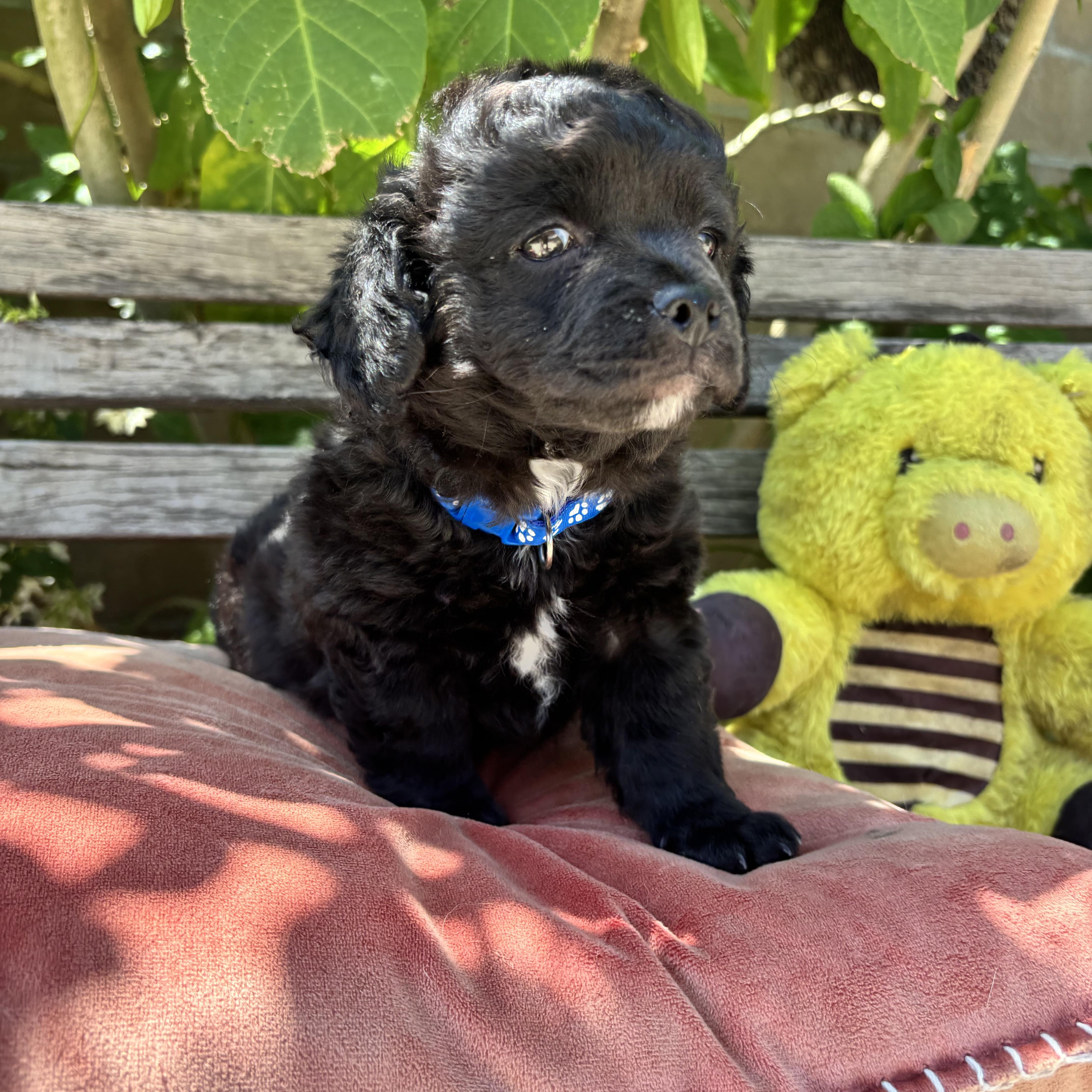 Atticus, an adopted mixed breed in Seal Beach, CA image 5/6