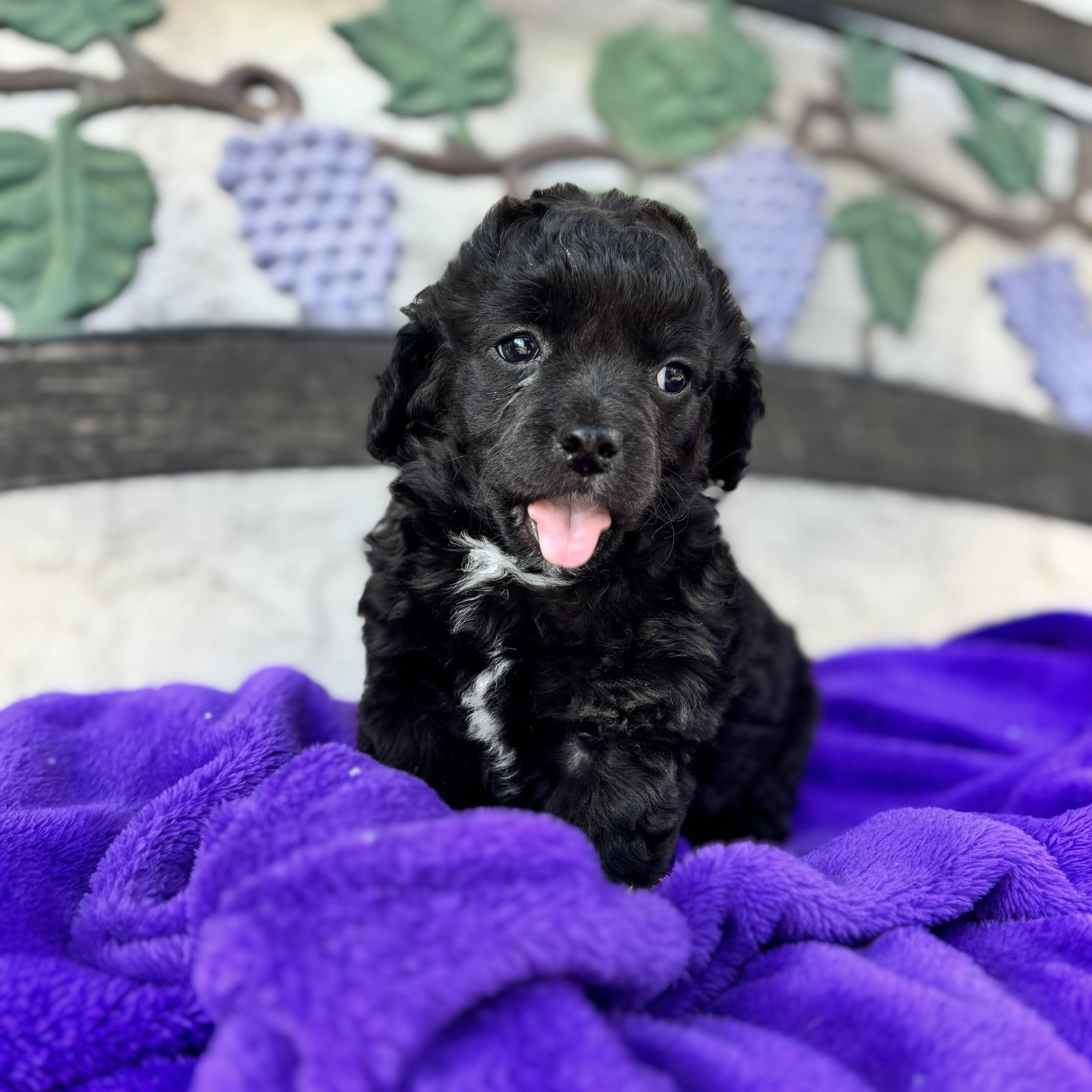 Atticus, an adopted mixed breed in Seal Beach, CA image 6/6
