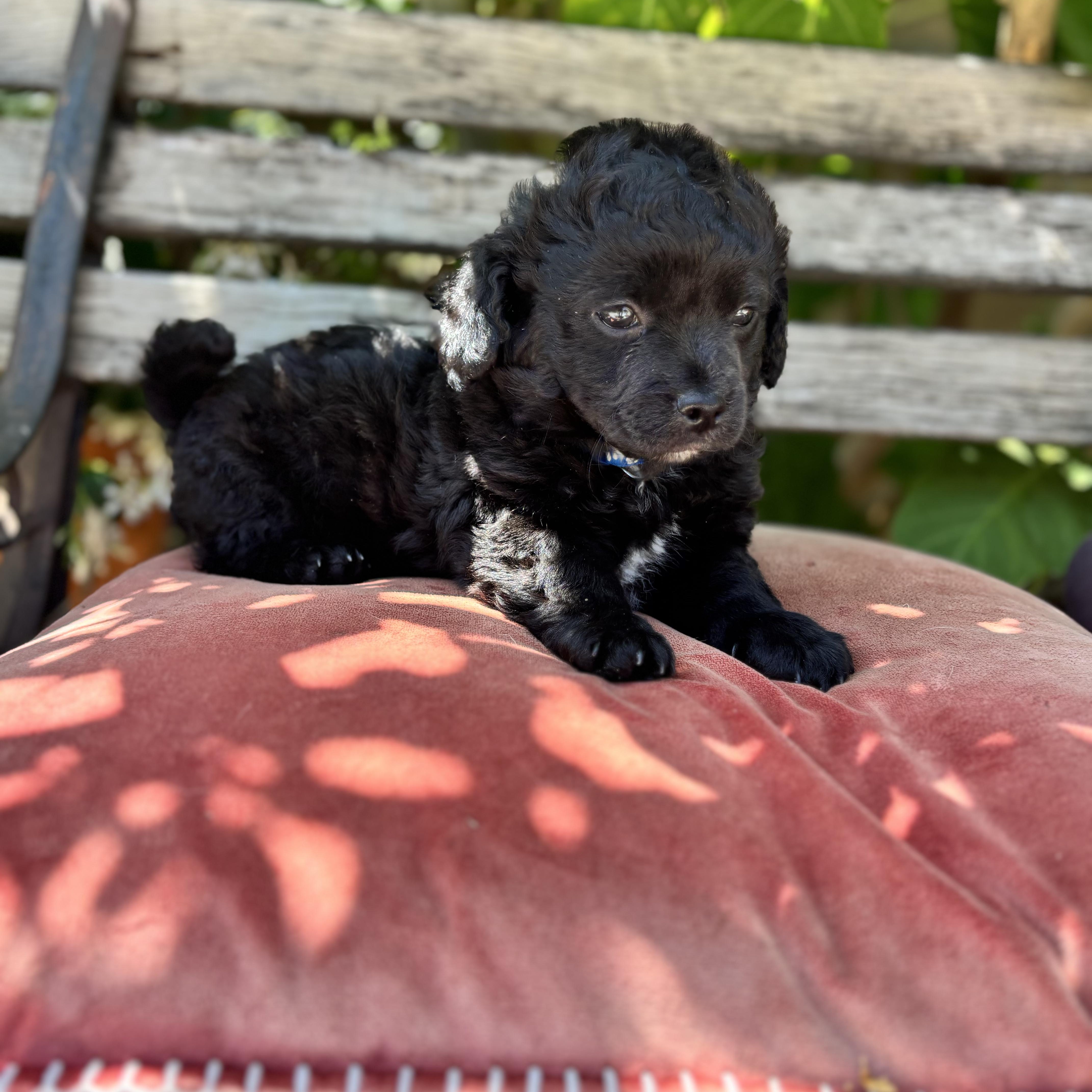 Atticus, an adopted mixed breed in Seal Beach, CA image 3/6