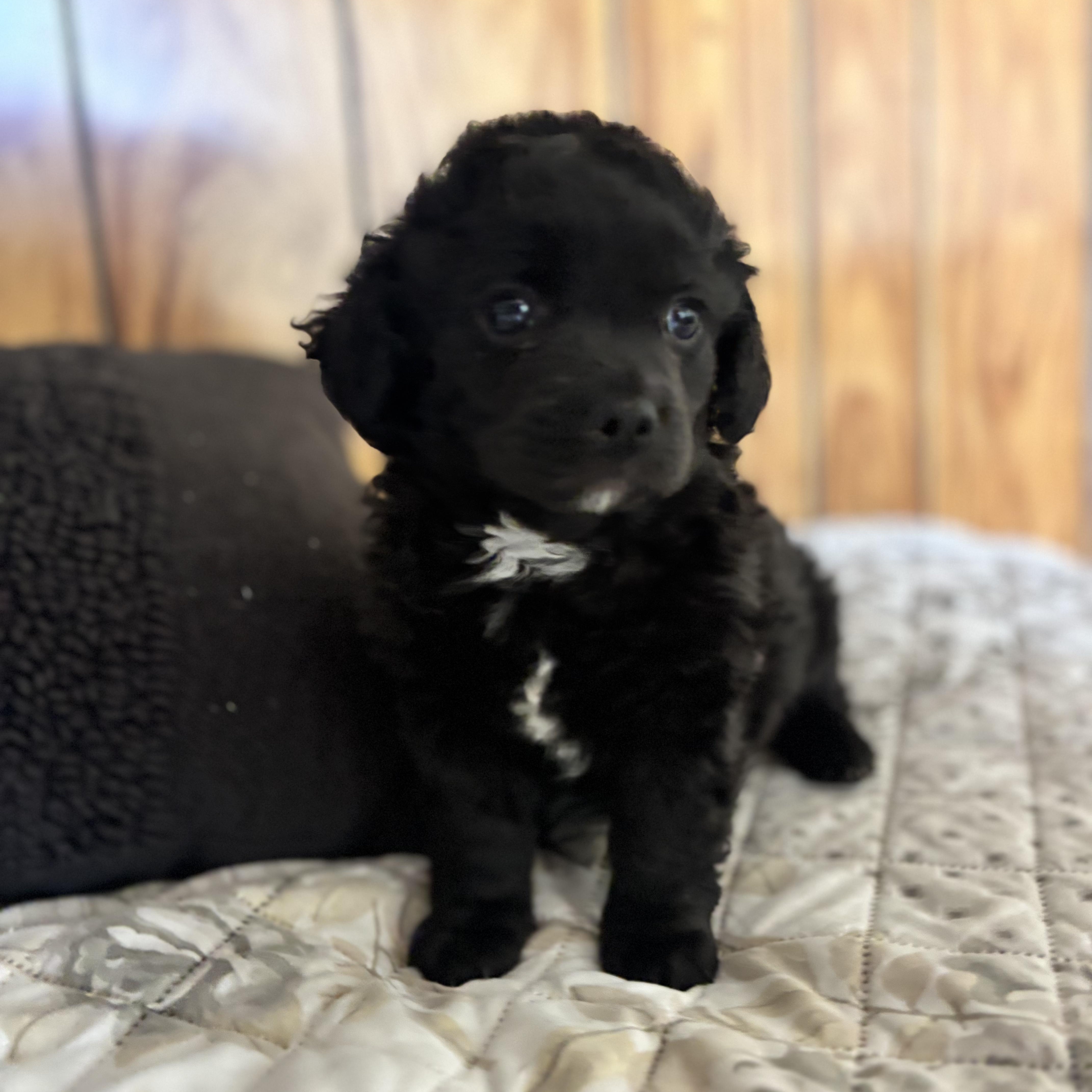 Atticus, an adopted mixed breed in Seal Beach, CA image 1/6