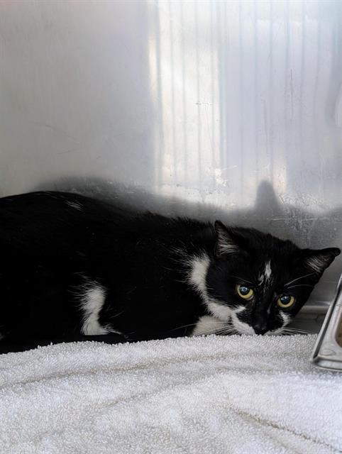 BRIDGETTE, Adoptable, Young Female Domestic Short Hair.