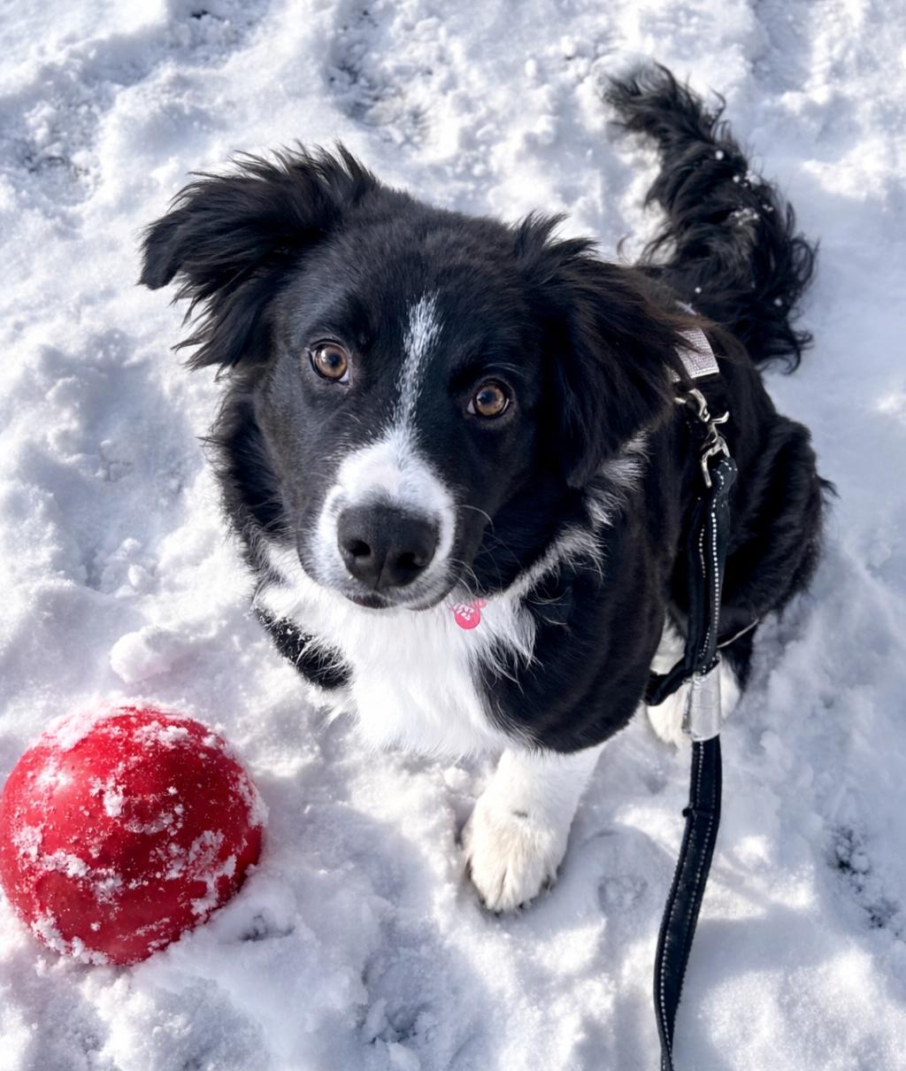 Pongo - adopted!, adopted, Puppy Male Border Collie.